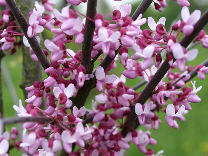 Cercis canadensis